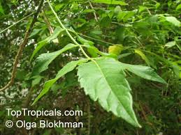 Image result for Brucea