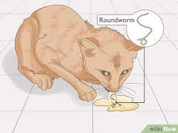 Both indoor and outdoor cats can become infested by worms. Voltaj A Sculpta AbsorbÅ£ie Cat Worms Pictures Presentationlearningcenter Org