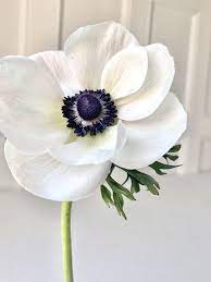 Fresh White Anemone Anemone Flower White Anemone Flower Flowers Photography