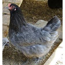 This Is A Beautiful Olive Egger Which Means The Eggs Have A Greenish Tint To Them Rather Than White Cream Olive Egger Chicken Chicken Breeds Chickens Backyard