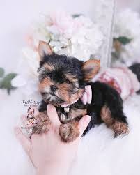 Image result for white yorkshire terrier