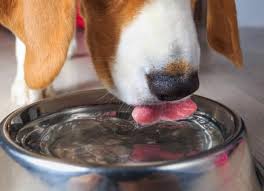 It is very important that your dog stay active through exercising. How Much Water Should A Dog Drink Petmd