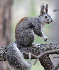 Abert S Squirrel Tufted Eared Squirrel We Saw One Up On Mt Lemmon In Arizona Squirrel North American Wildlife Animals