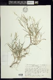 Image result for Eriochloa fatmensis