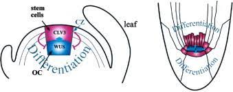 We did not find results for: The Stem Cell Concept In Plants Cell