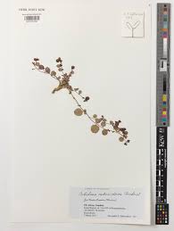 Image result for Corbichonia