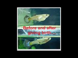 how to know when guppy will give birth female guppy pregnancy stages