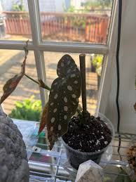 Image result for Brownleea maculata