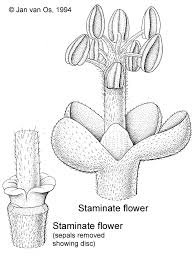 Image result for Chaetocarpus