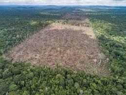 Dampak penebangan itu sendiri mengakibatkan rusaknya jalan kampung sejauh 15 kilometer dan terjadinya longsor di sekitar lokasi yang tak jauh dari permukiman warga. Hutan Amazon Musnah