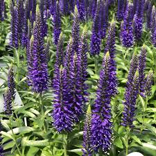 MAGIC SHOW® 'Wizard of Ahhs' Veronica