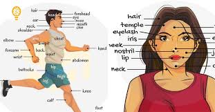List of marathi names of body parts from english here is a list of marathi names of body parts from english. Human Body Parts Name In Marathi Human Evolution Images