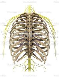 Anteriorly, most are attached directly to the sternum. Viewmedica Stock Art Rib Cage And Thoracic Vertebrae With Nerves Posterior View