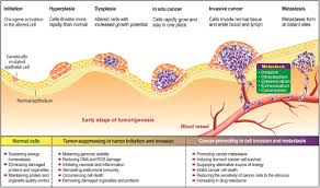 Cancer cells are formed when the normal oxygeneration of a healthy cell. Autophagy And Autophagy Related Proteins In Cancer Molecular Cancer Full Text