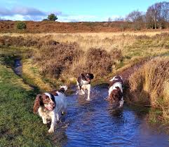 Choose your favorite springer spaniel paintings from millions of available designs. English Springer Spaniel Meet The Breed My Best Friend Dog Care