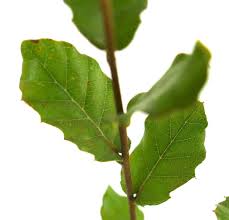 Image result for Quercus suber