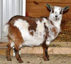 Goats How Much Cold Can They Take Better Hens Gardens