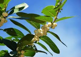 Image result for Flueggea