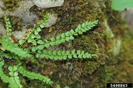 Image result for Asplenium trichomanes