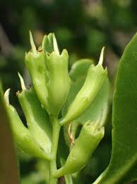 Image result for Lumnitzera racemosa