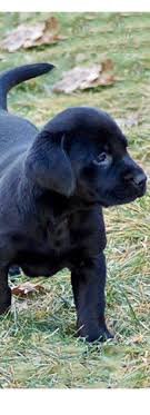 Puppies are 8 weeks old and ready to go to their new homes. Marble Mountain Kennels Labrador Retriever