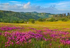 Wallpaper, pemandangan, alam, seni, allah, bila, pena, menari name : Free Download Flower Fields Nature Wallpapers Hd Desktop Wallpaper Collections 1140x777 For Your Desktop Mobile Tablet Explore 43 Fields Wallpaper Hubble Ultra Deep Field Wallpaper Chicago Cubs Wallpaper Hd