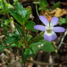 Image result for Viola abyssinica
