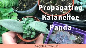 Propagating Succulents Kalanchoe Panda Angel S Grove Propagating Succulents Succulent Garden Diy Succulents