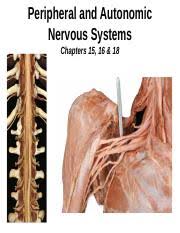 Explain How Sensory And Motor Neurons Are Organized Within