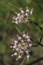 Image result for Asclepias longissima