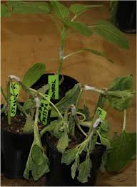 Camellia azalea wei (theaceae) is a critically endangered species with high ornamental value in china. Diaporthe Novem Isolated From Sunflower Helianthus Annuus And Other Crop And Weed Hosts In Australia Springerlink