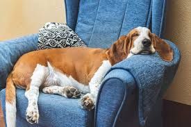 Image result for basset hound
