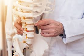 The vertebrae in each region have unique features that help them perform their main functions. Vertebrae Definition Parts Types And Function Biology Dictionary