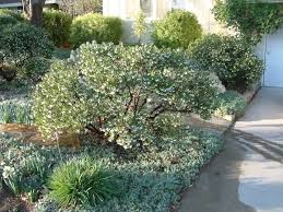 Pin By Lyn Molloy On Mexican Theme Knights Garden Ideas Plants Front Yard Garden