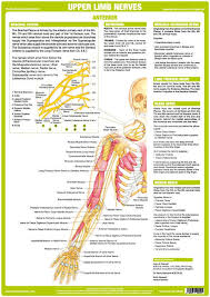 the chartex upper limb nervous system chart illustrates