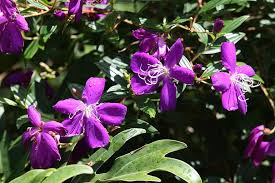 We did not find results for: Tibouchina Granulosa Glory Bush Glory Tree Tree Shrub Subshrub Tropical Plant Purple Flower Flower Flowering Blossom Pikist