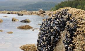 Image result for Paralytic Shellfish Poisoning