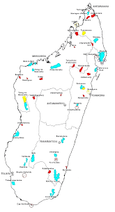 Image result for Agathisanthemum