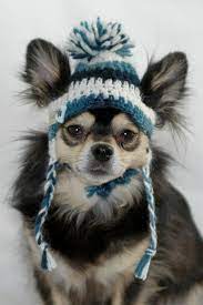 Items Similar To Dog Hat Crocheted Med Lg Dark Teal And White Lamb S Wool And Mohair Blend On Etsy Crochet Dog Clothes Crochet Dog Hat Crochet Dog Sweater
