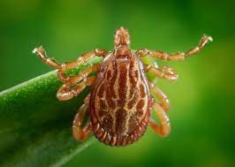 Grassy, brushy, and wooded areas are tick minefields—so if you love to go hiking, trail running, biking, camping, spend lots of time in your garden, or take your dog on a daily walk through the. Ticks Hiking How To Protect Yourself Cleverhiker