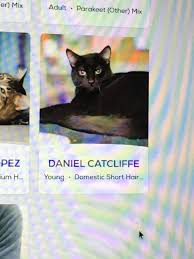 Most popular harry potter cat names. Cat Name Harry Potter Amino