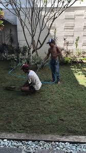 Jenis rumput untuk taman rumah cukup beragam. Rumput Golf Surabaya Untuk Konsumen Jalan Mojoarum 1 No 61 Surabaya Tahun 2021 Rumput Taman Malang