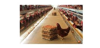 Check spelling or type a new query. Peternak Ayam Petelur Di Kota Malang Merugi Ini Penyebabnya Teras Jatim