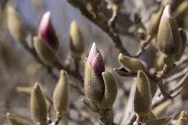 Magnolia este o specie de arbori si arbusti cu o mare valoare ornamentala, raspanditi in asia de est si america de nord. Magnolia Regina GrÄƒdinilor Edifica