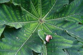 Image result for Cecropia pachystachya