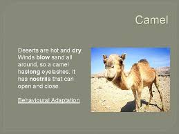 Platypuses are native to eastern oceania. Animals And Their Adaptations By Camryn Audet Llama
