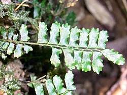 Image result for Arthropteris anniana