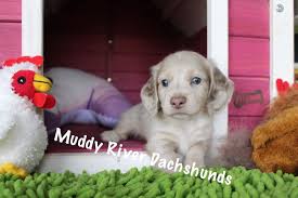 Isabella Dapple Longhair Dachshund Dachshund Puppies For Sale Dachshund Puppy Miniature Dachshund