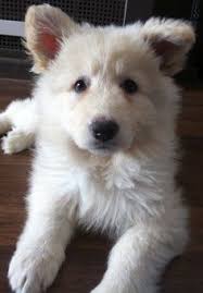 Check spelling or type a new query. Look At The Fuzzy White German Shepherd Puppy Best Stuff German Shepherd Puppies Shepherd Puppies White German Shepherd Puppies