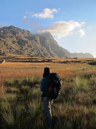 Image result for Schizochilus lepidus